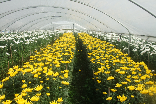 DSCF1029.JPG