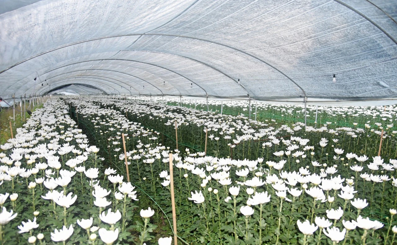 菊花.jpg