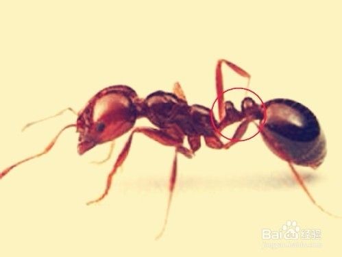 怎样识别红火蚁