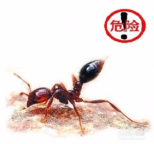 怎样识别红火蚁